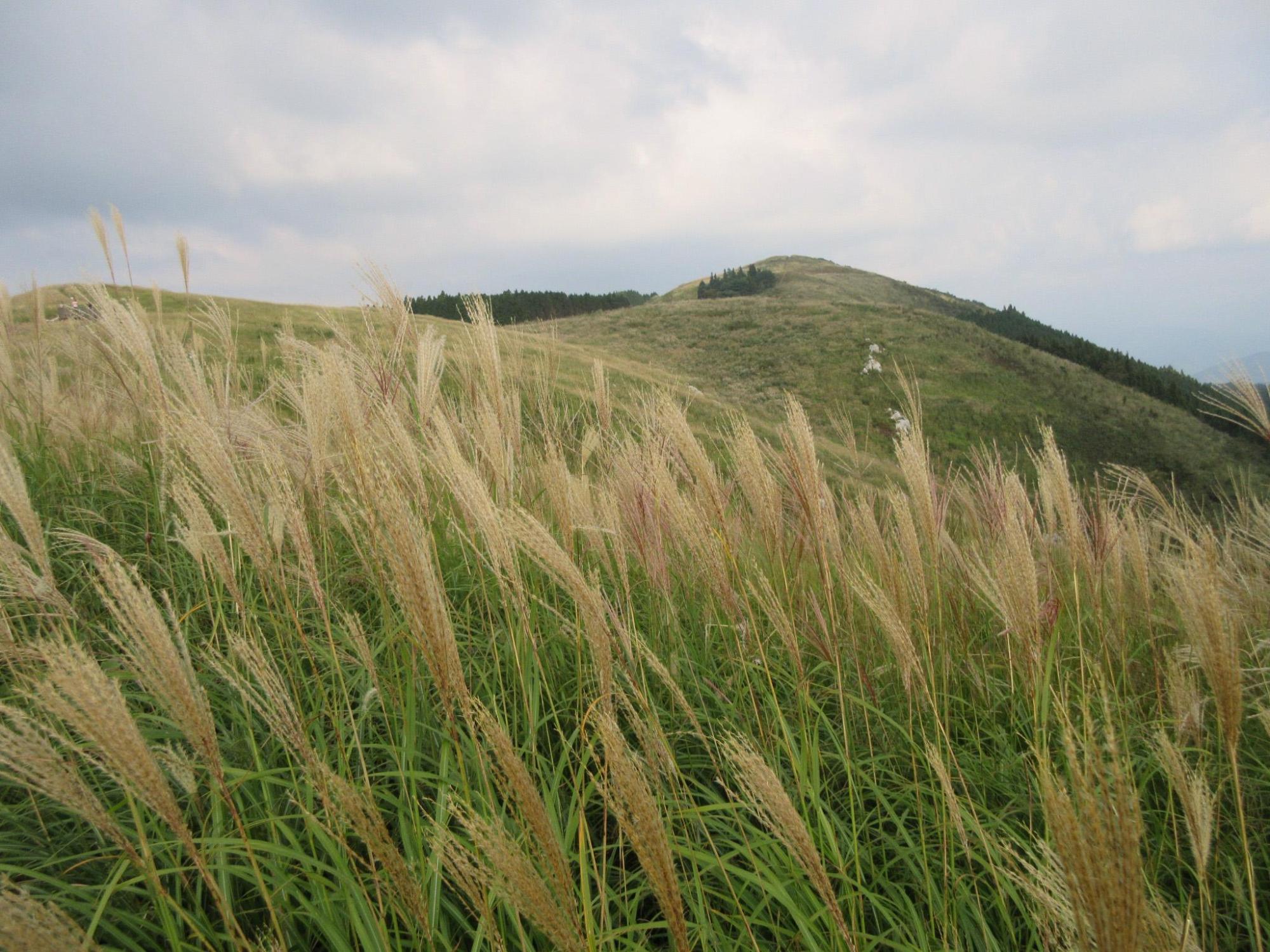 生石高原すすき 9月下旬 有田川町