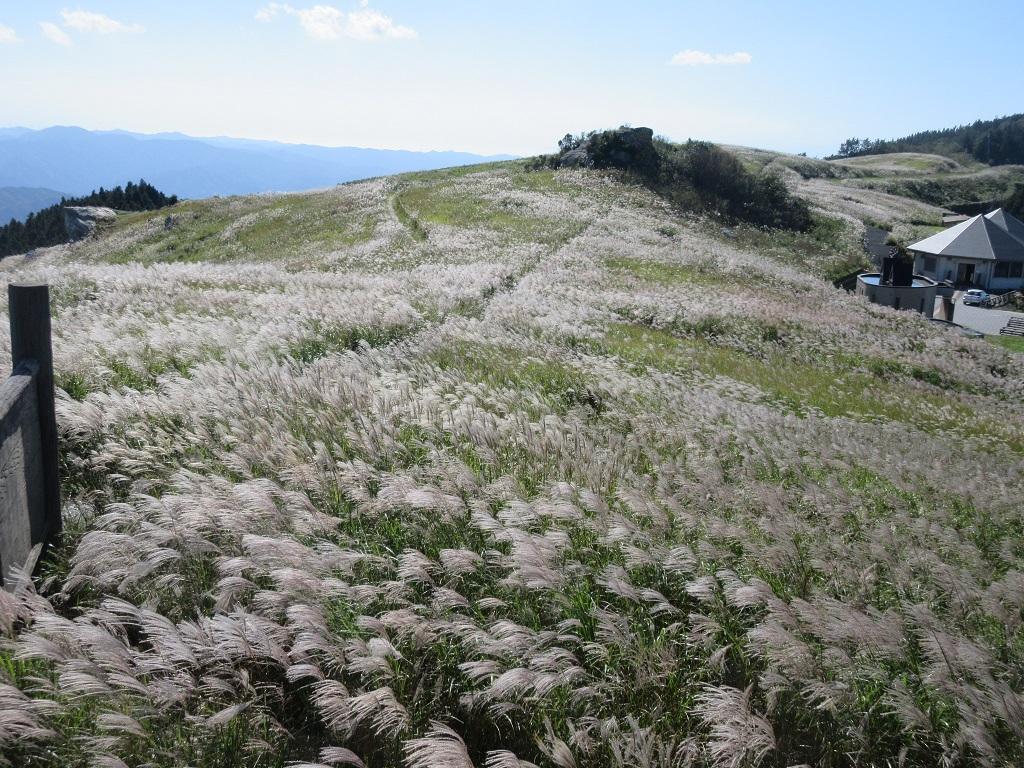 生石高原すすき 10月上旬 有田川町