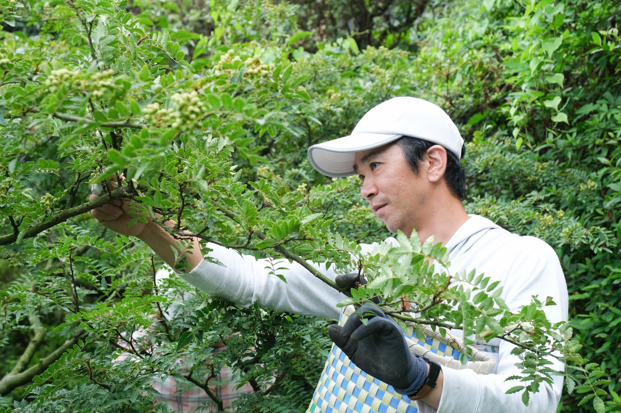 山椒を収穫する白藤さん