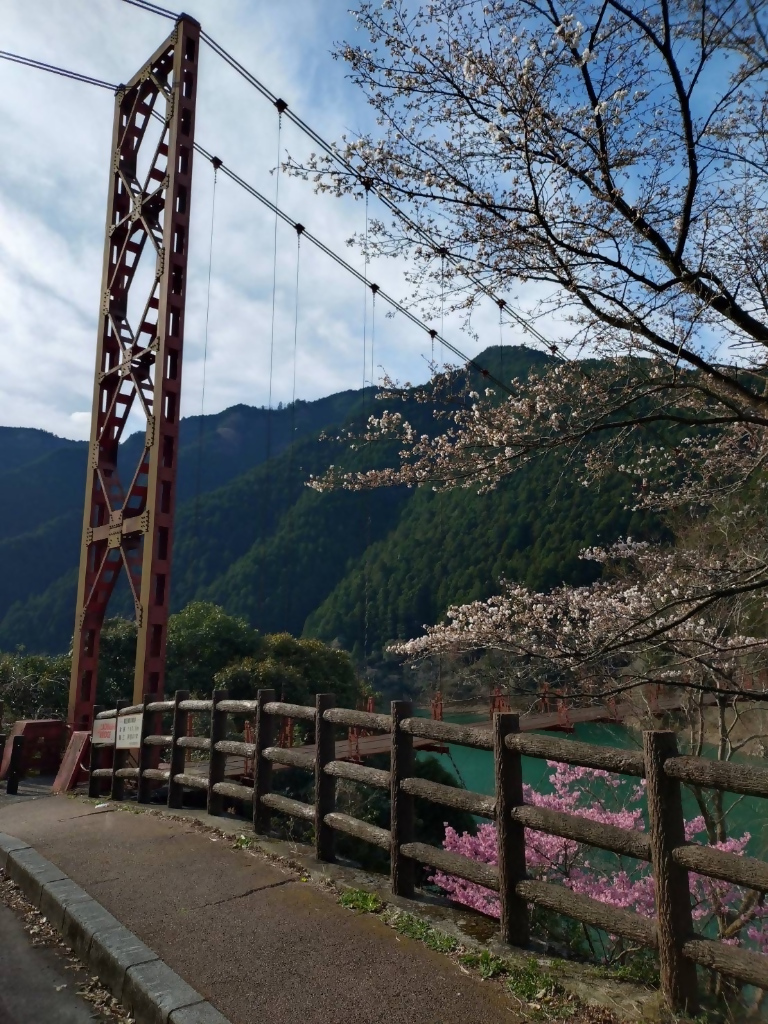 250331DamuSakura_2