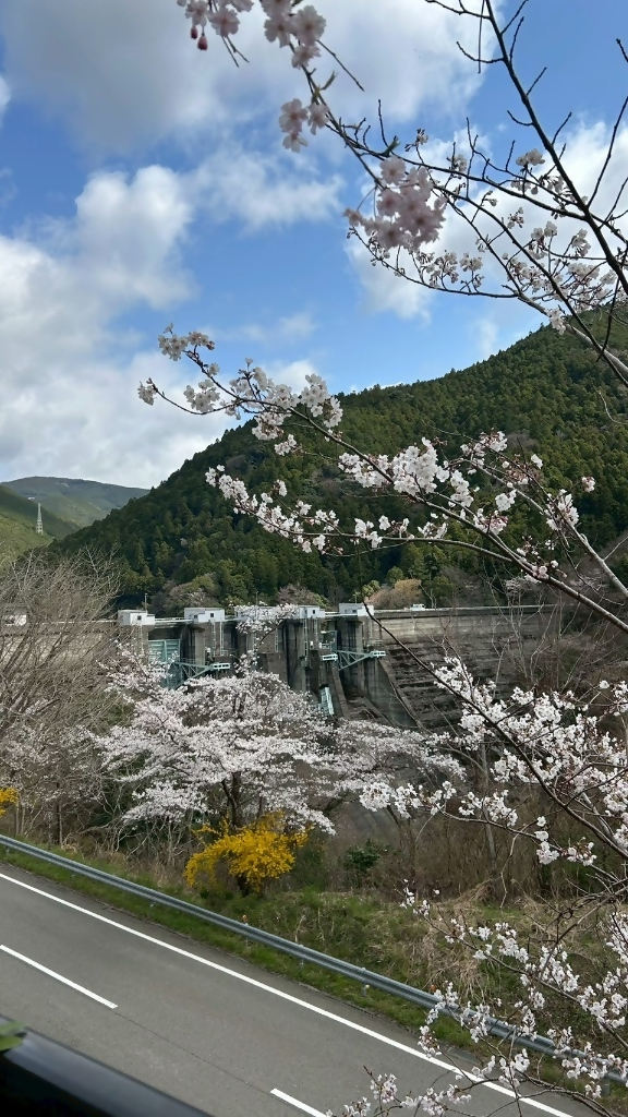 250404Sakura