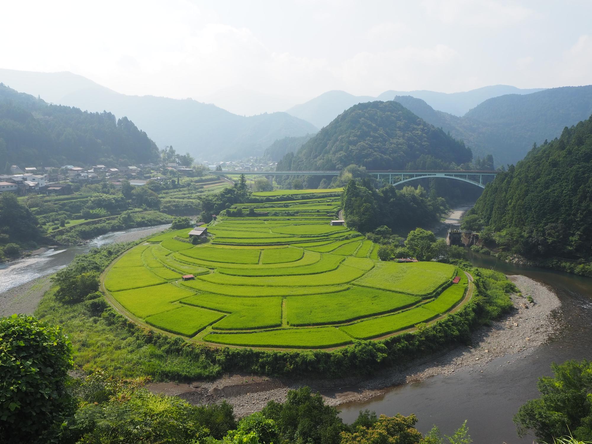 2025年8月26日撮影あらぎ島1