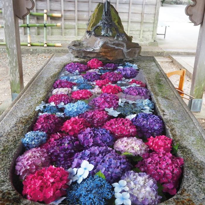 色とりどり紫陽花がいっぱいに浮かべられている手水舎