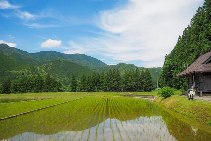 青空が反射した水田