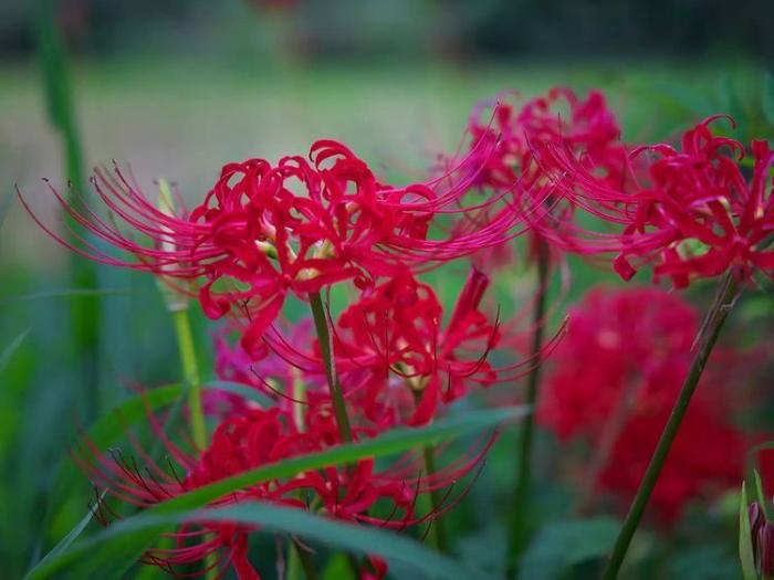 真っ赤に咲いた曼珠沙華