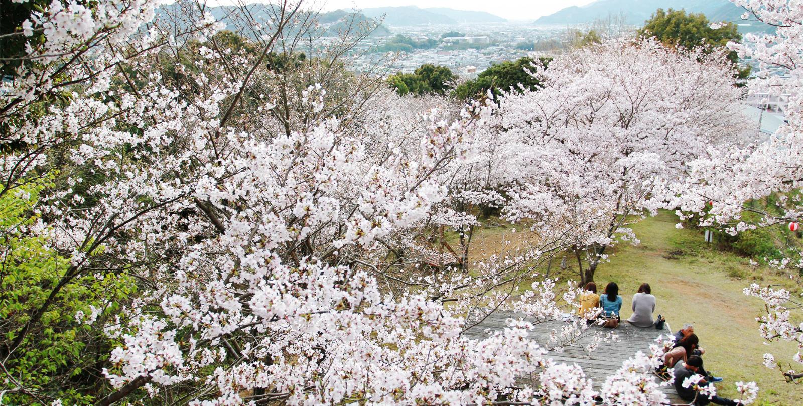 鳥屋城の桜