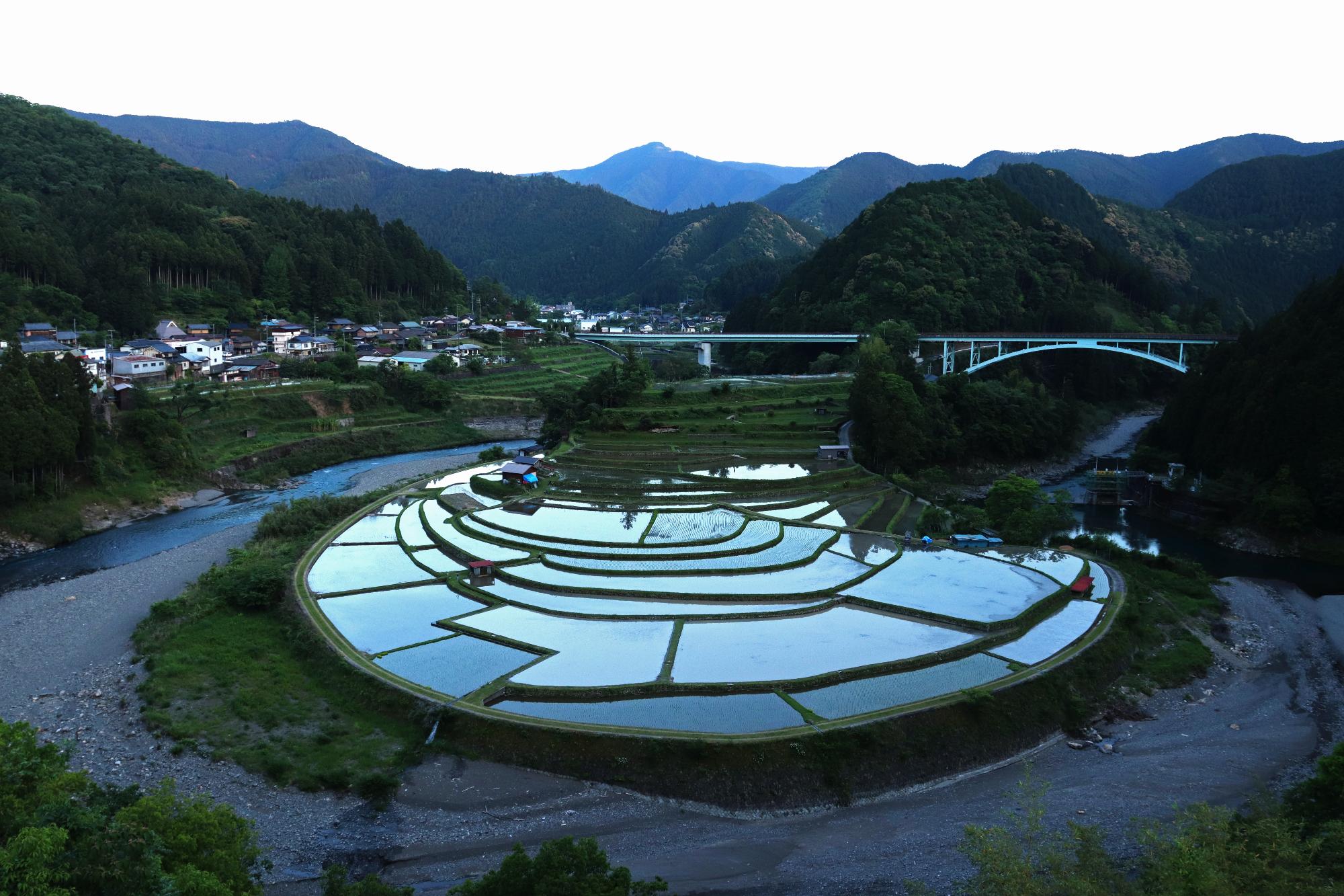 あらぎ島の棚田に水が張られて水鏡のようになっている様子