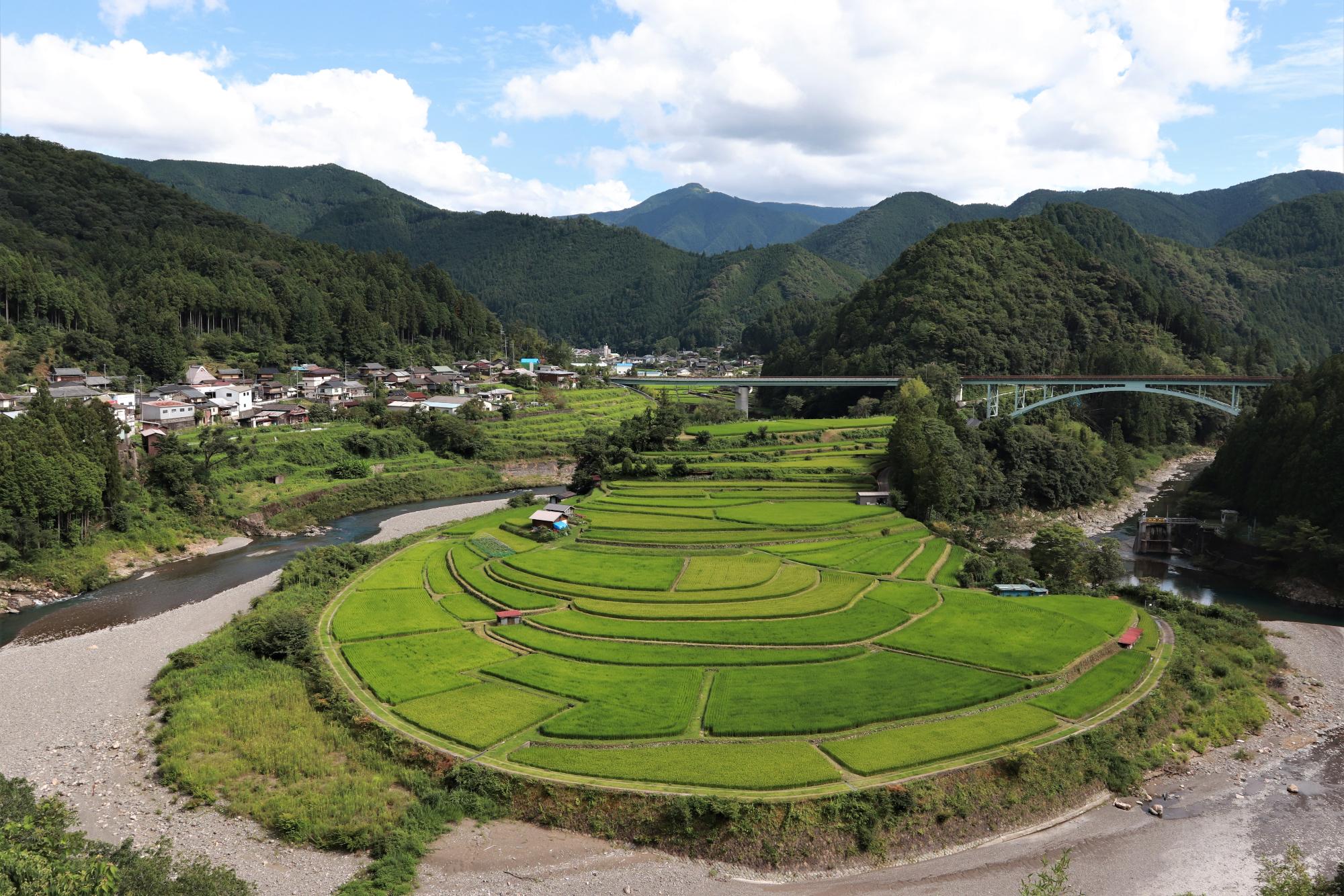 あらぎ島の稲が生長し、緑のじゅうたんのようになっている様子