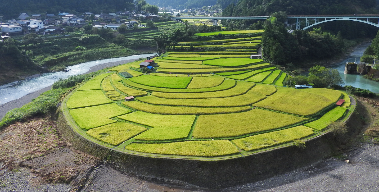 あらぎ島