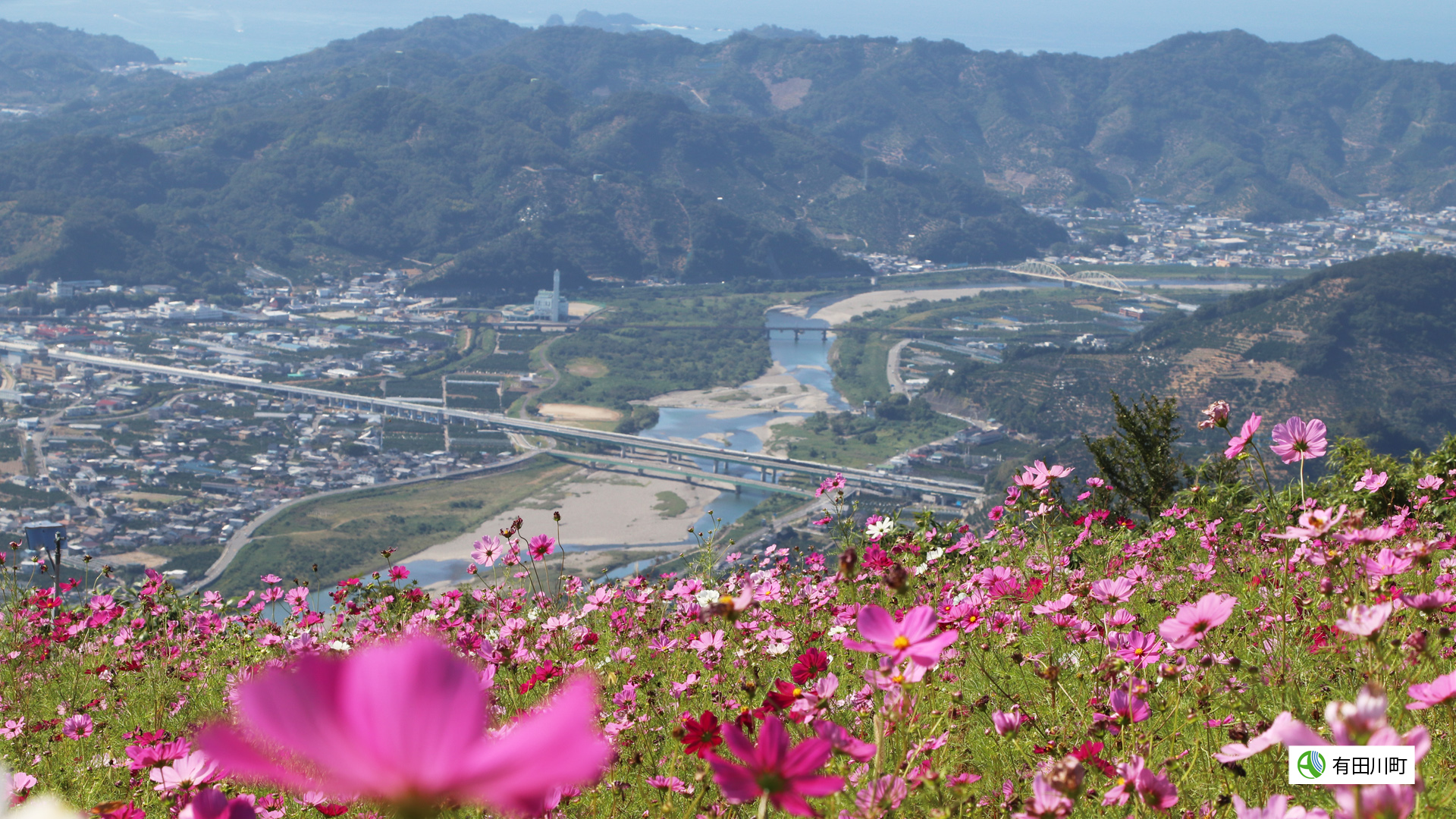 手前にコスモスがたくさん咲いており、奥に有田川町が見渡せる写真