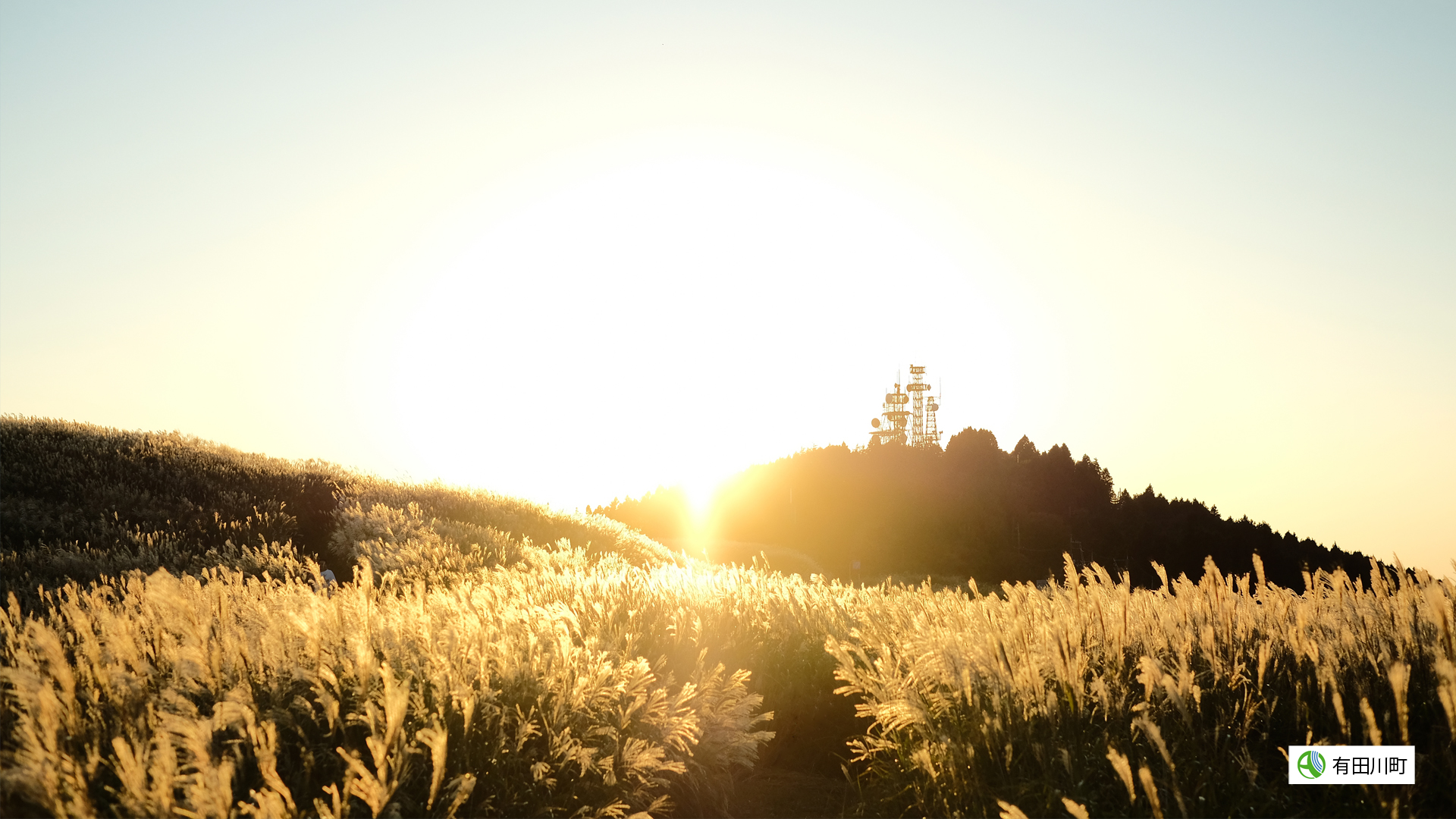 生石高原のススキが夕日に照らされて輝いている写真