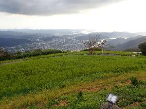 花がほとんど散ってしまった状態のコスモスパーク