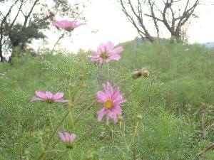 花がほとんど散ってしまった状態のコスモスパーク。その中でも残った数輪