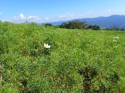 2輪程度の花が見えるコスモスパークの写真