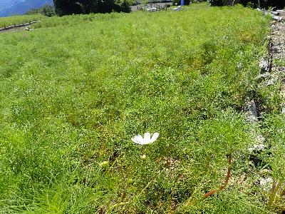 2輪程度の花が見えるコスモスパークの写真