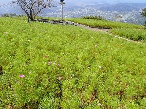 数輪咲いているコスモスの写真。緑の茎や花の部分が目立つ。