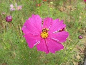 見頃を迎えたコスモスパークの写真（コスモスの花が大きく写っている）