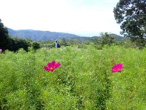 2輪程度コスモスの花が咲いているコスモスパークの様子