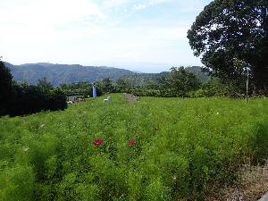 数輪のコスモスの花が咲いているコスモスパークの写真