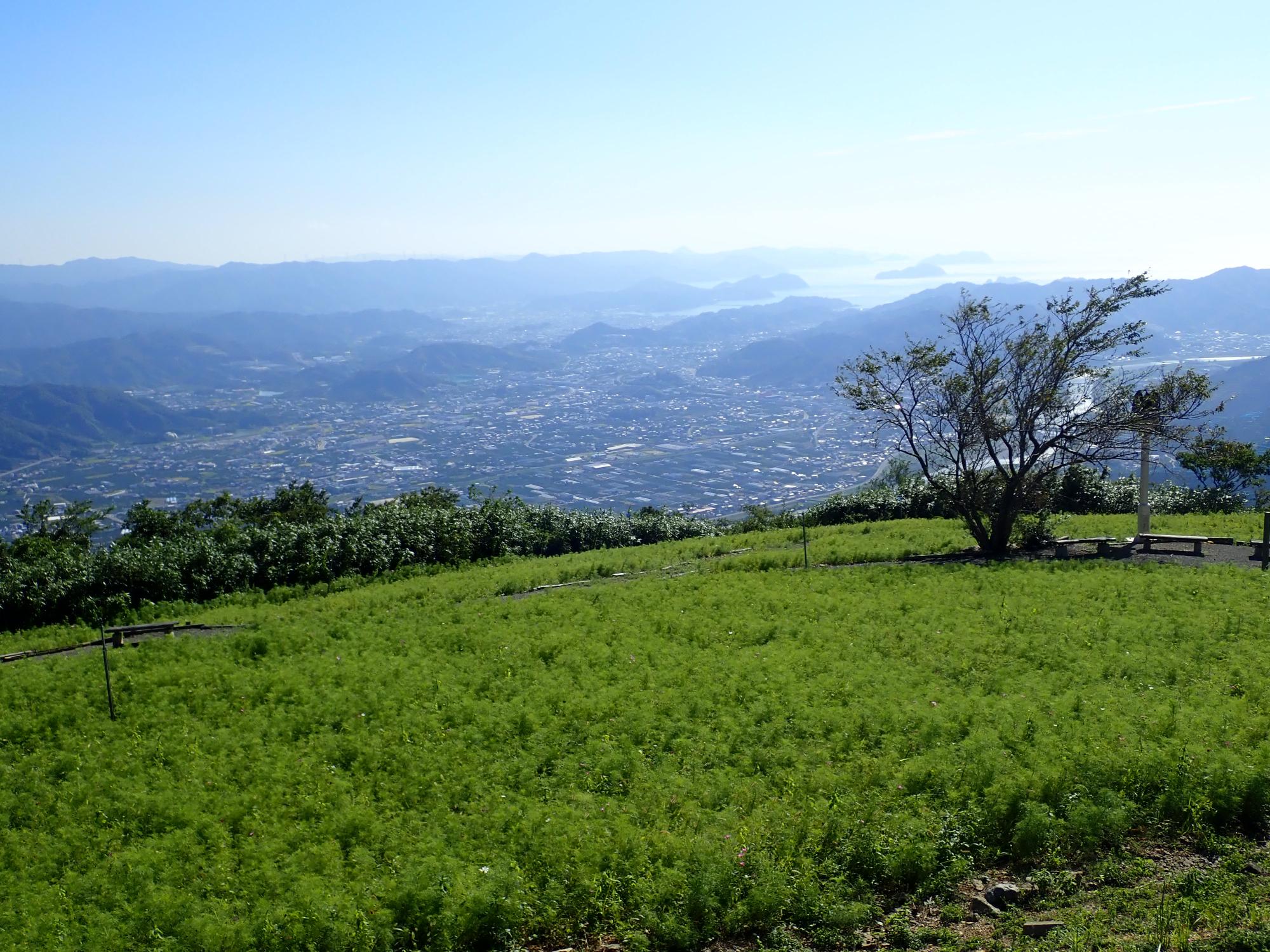 コスモスと有田川町の街並み