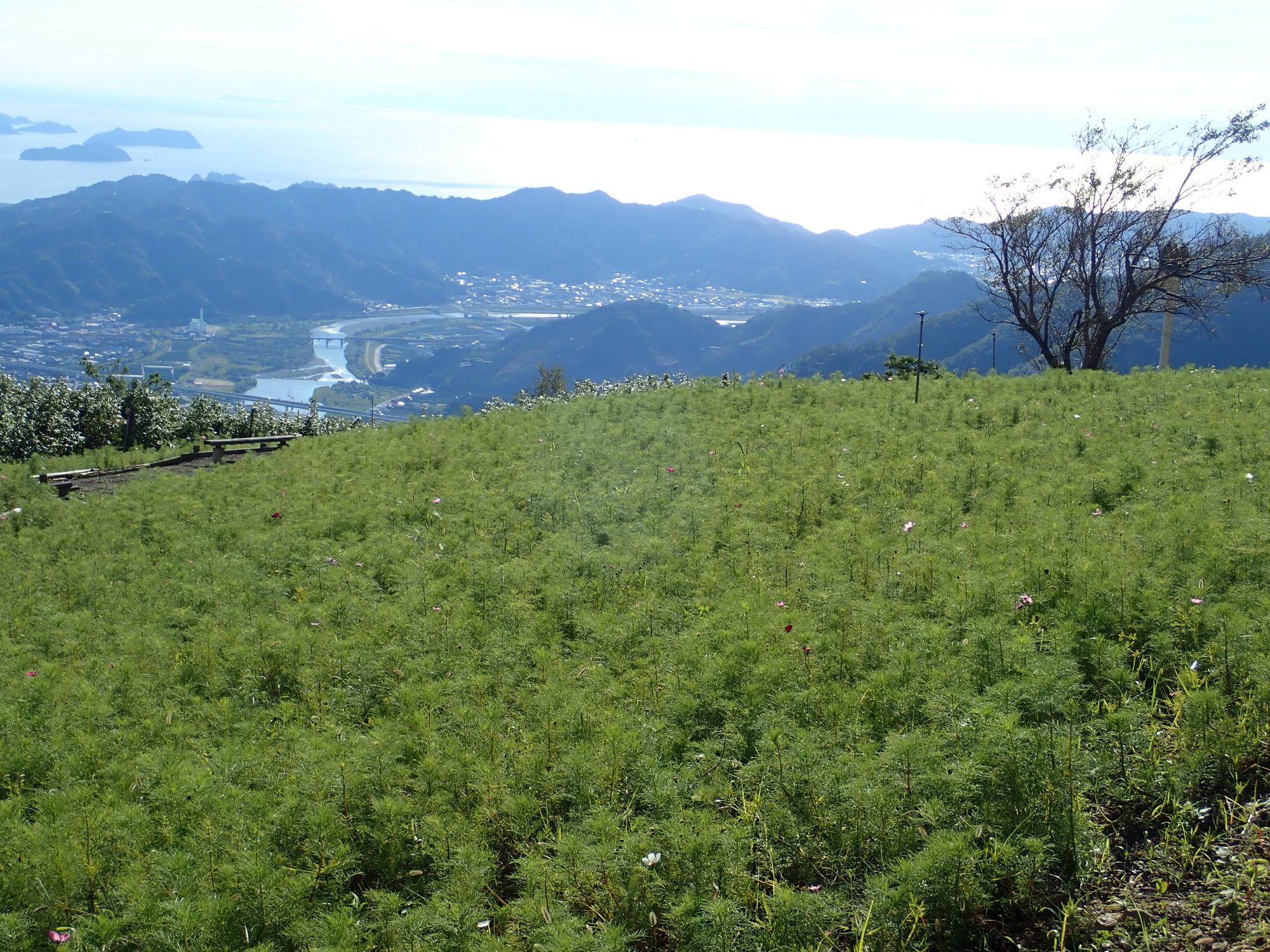 コスモスパークと有田川町の街並み