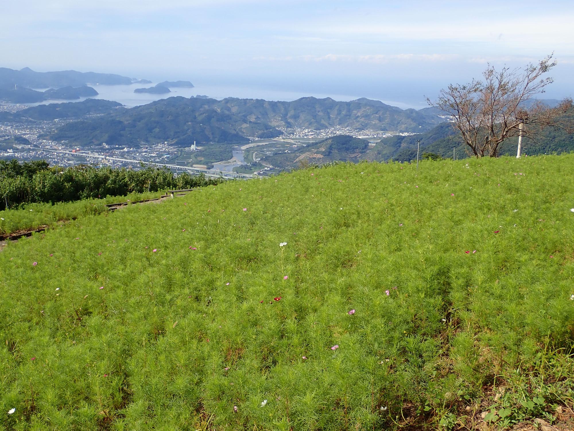 コスモスと有田川町の街並み