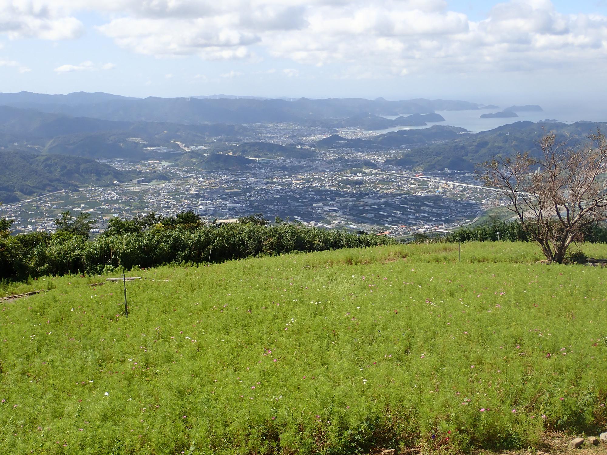 コスモスと有田川町の街並み