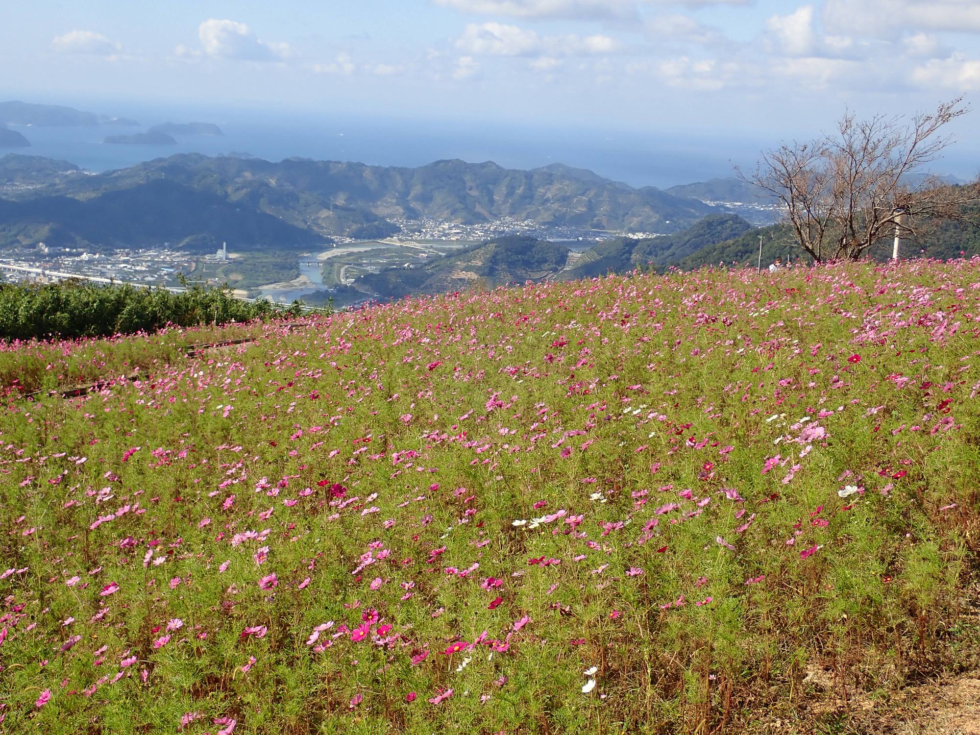 コスモスと有田川町の街並み