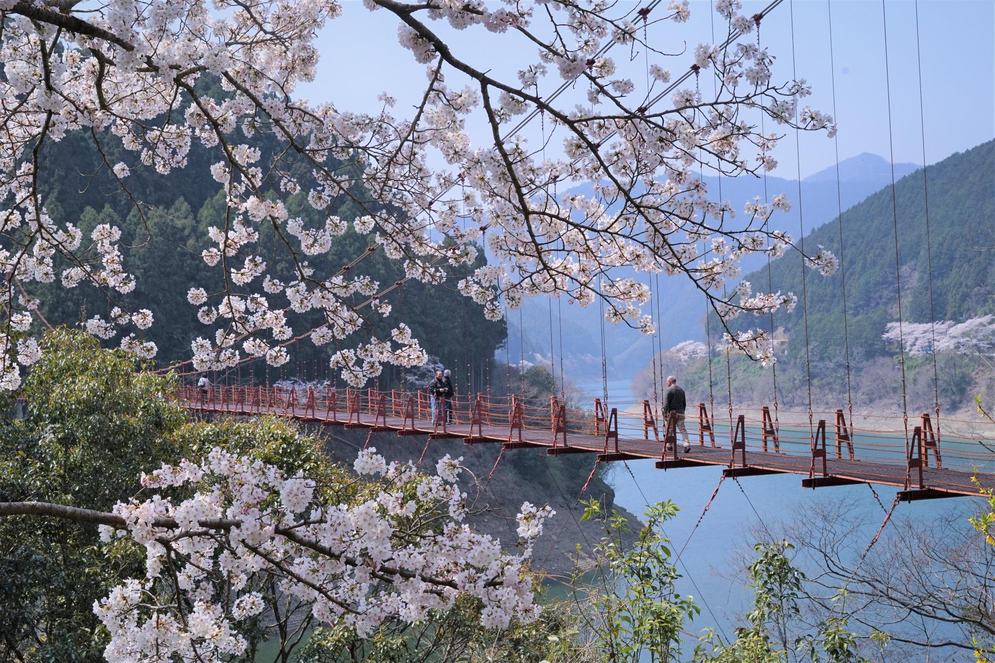 蔵王橋と桜