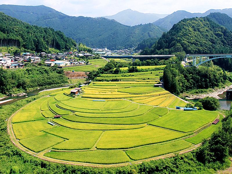 あらぎ島