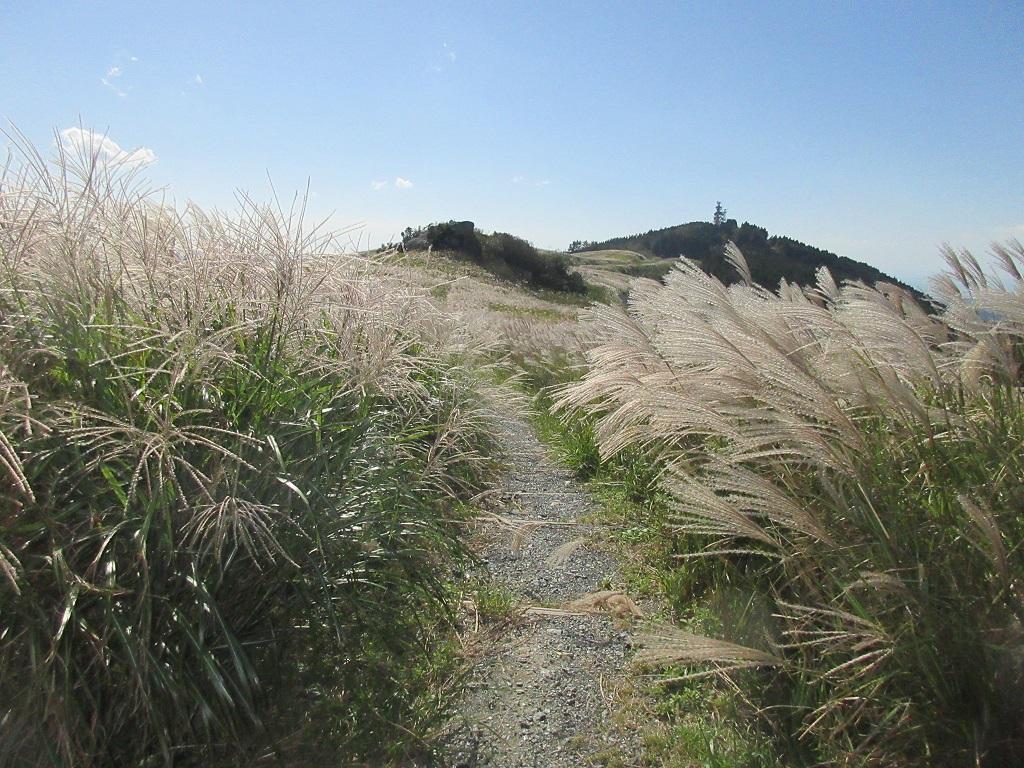 生石高原すすき(10月上旬）