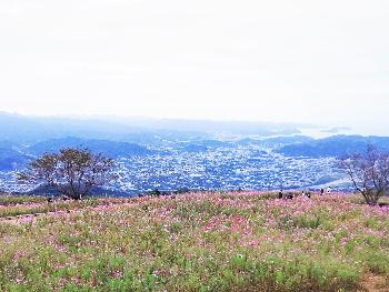 10月11日コスモスパーク