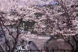 二川ダム湖の桜