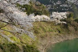 二川ダム湖の桜