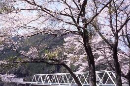 二川ダム湖の桜