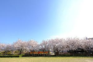 ハイモと桜