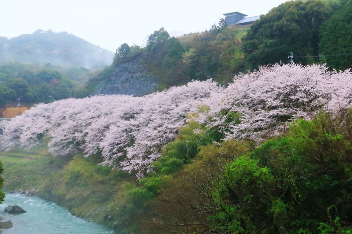 明恵峡の桜
