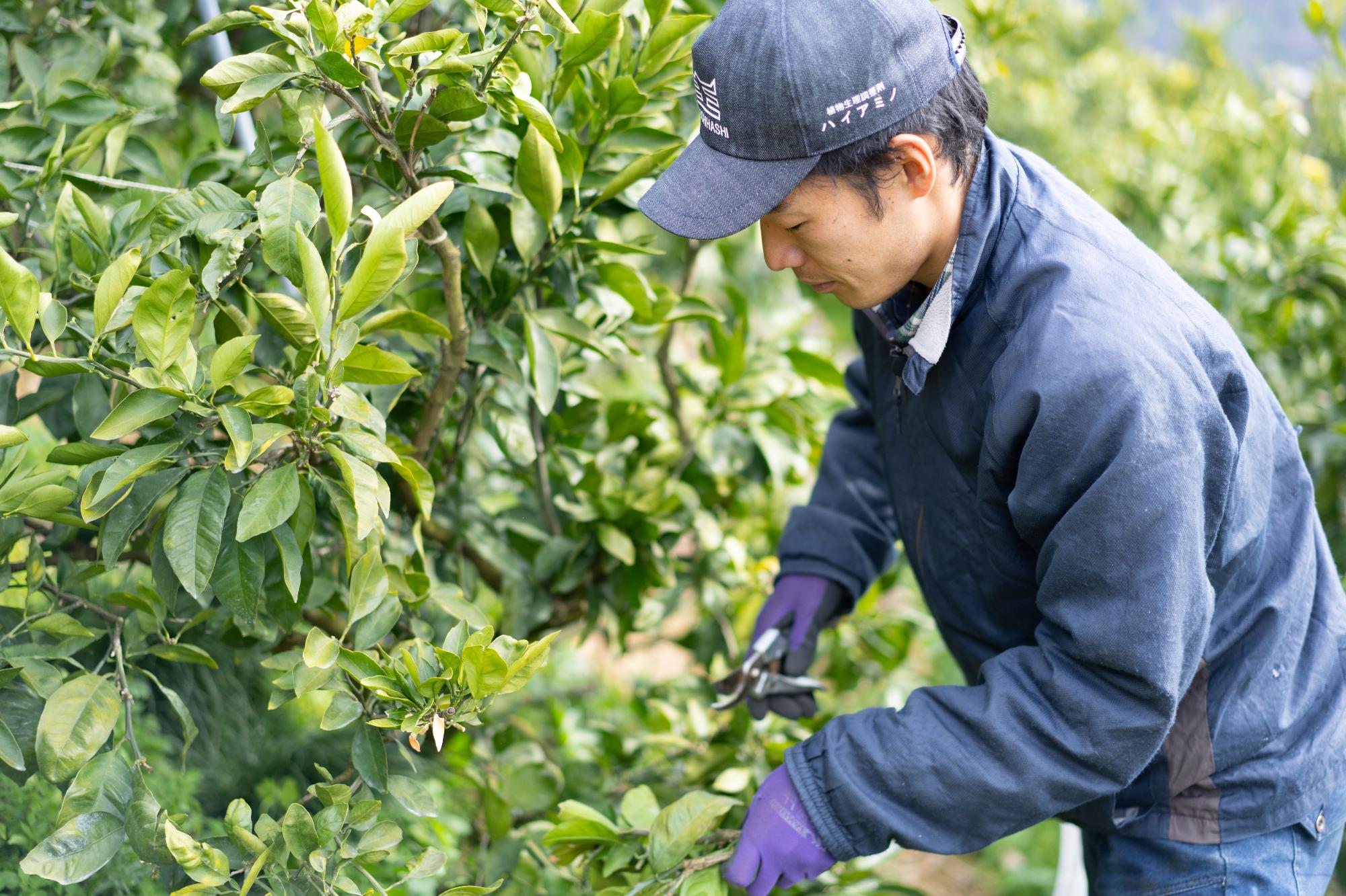 剪定作業をする男性