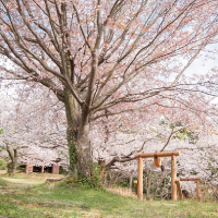 桜の写真