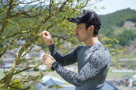 若い山椒農家が山椒の花を収穫する写真