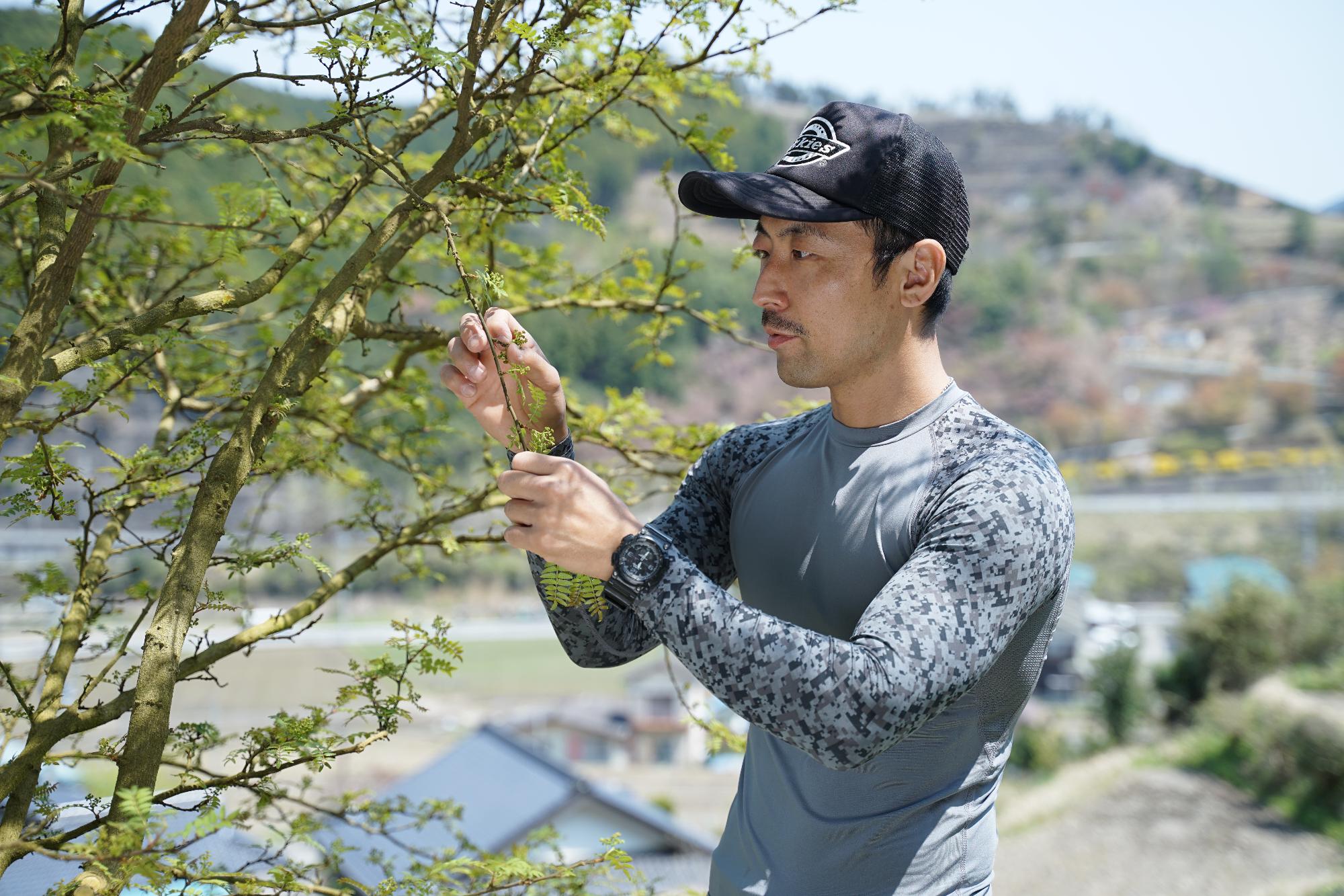 山椒を収穫する男性