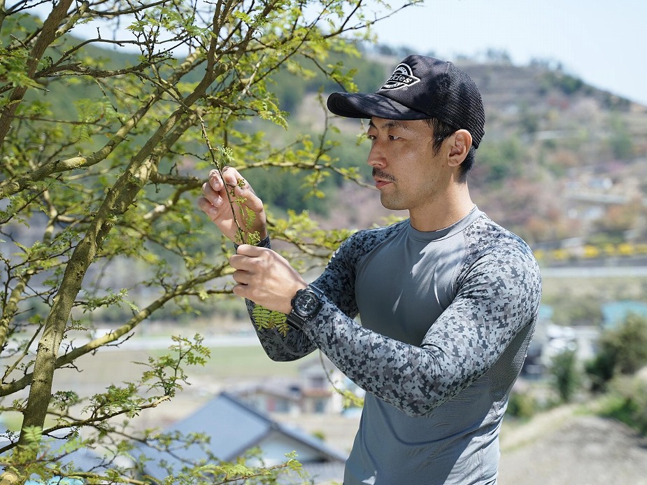 山椒を収穫する男性