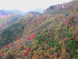 高野龍神スカイラインの紅葉