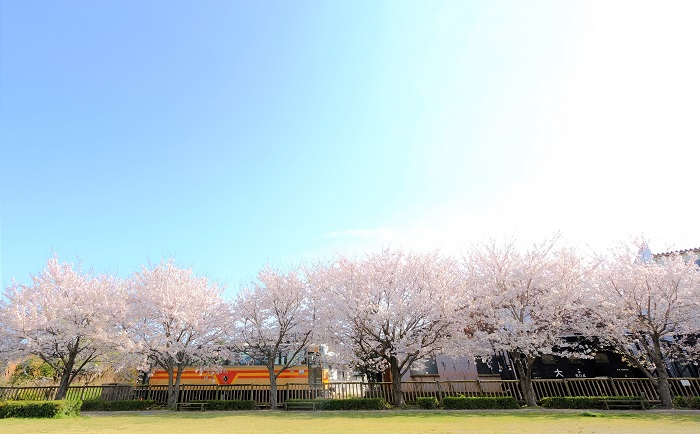 有田川鉄道公園の桜