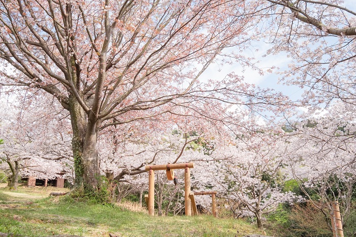 鳥屋城山の桜