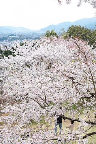 鳥屋城山の桜