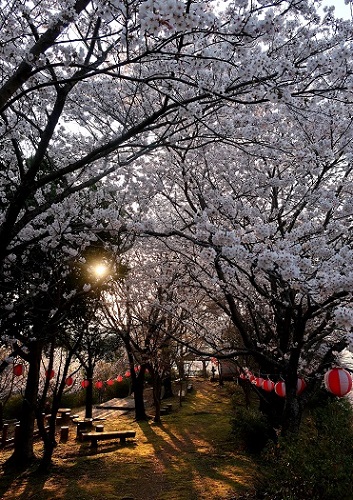 鳥屋城山の夜桜