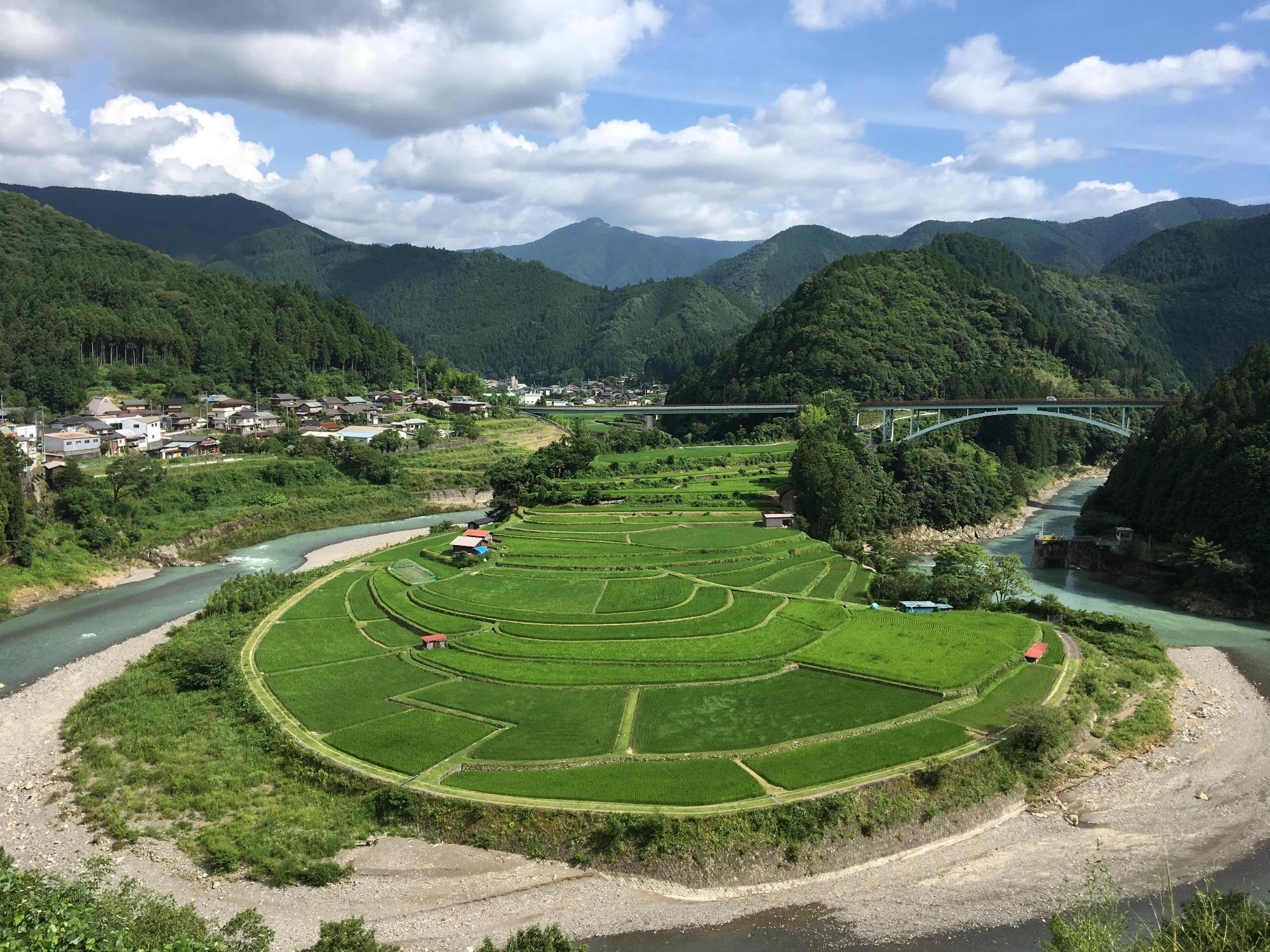 あらぎ島の写真（初夏）