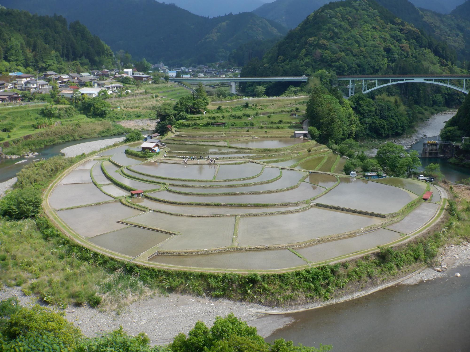 5月24日八幡小学校田植え体験