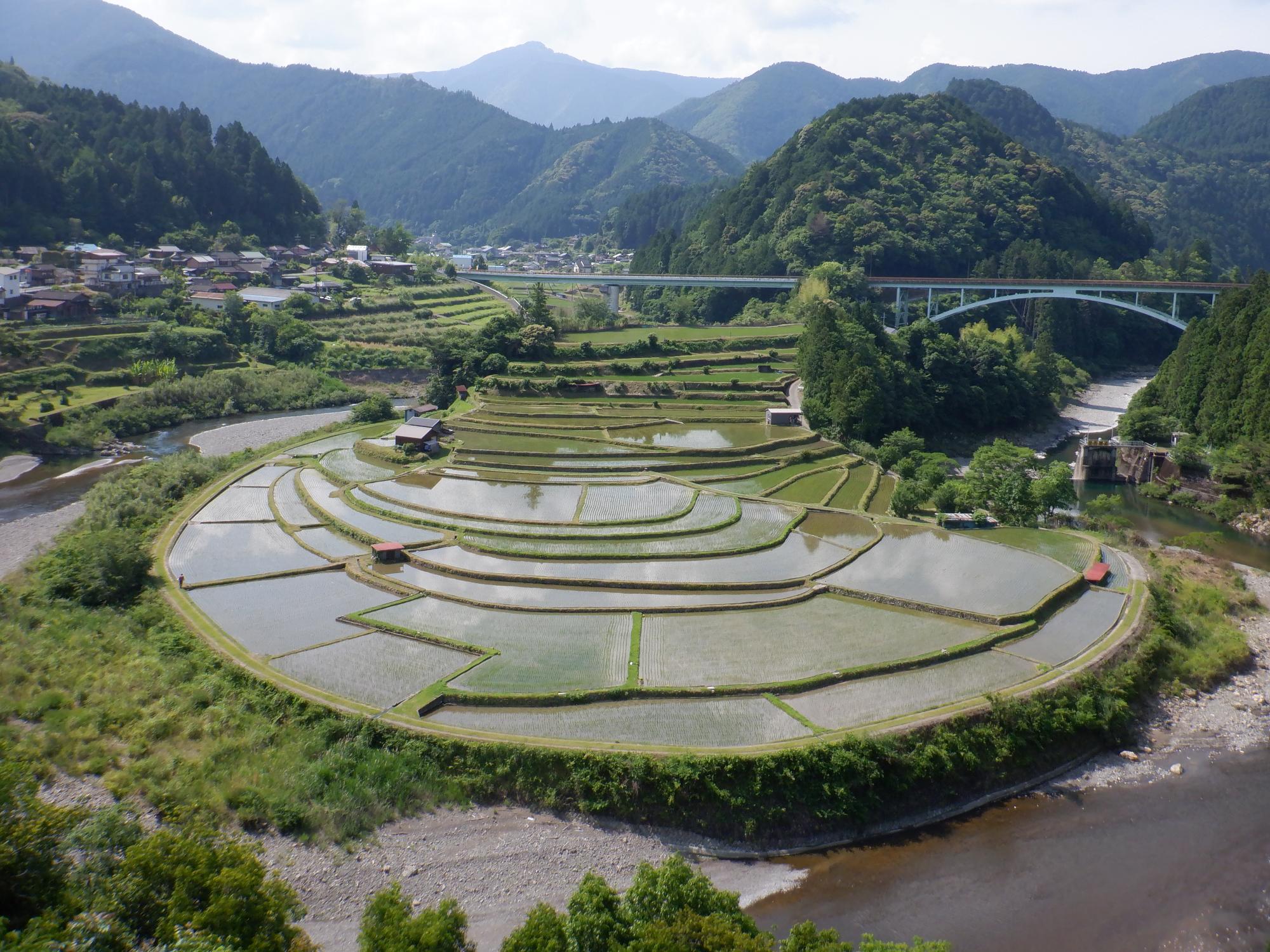 6月10日撮影あらぎ島